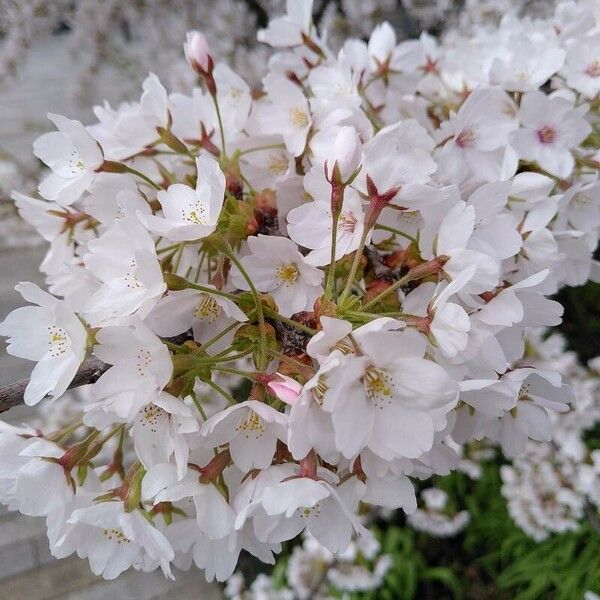 Prunus × yedoensis Fiore