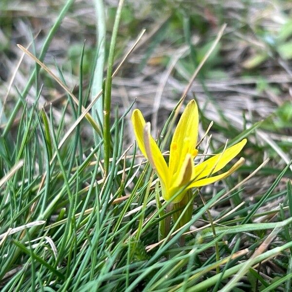 Gagea pratensis Blomma