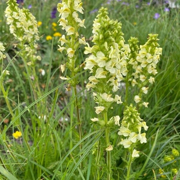 Pedicularis ascendens Flower