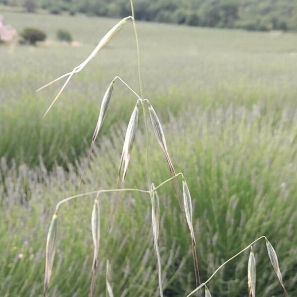 Avena fatua Frukto