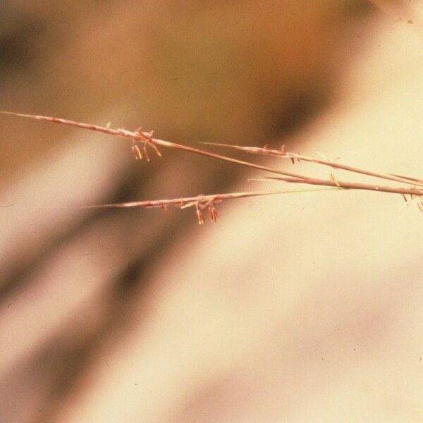 Schizachyrium scoparium Coajă