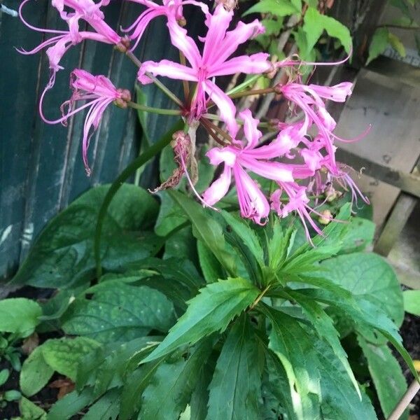 Nerine undulata Floare