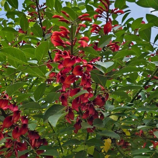 Erythrina crista-galli Flor