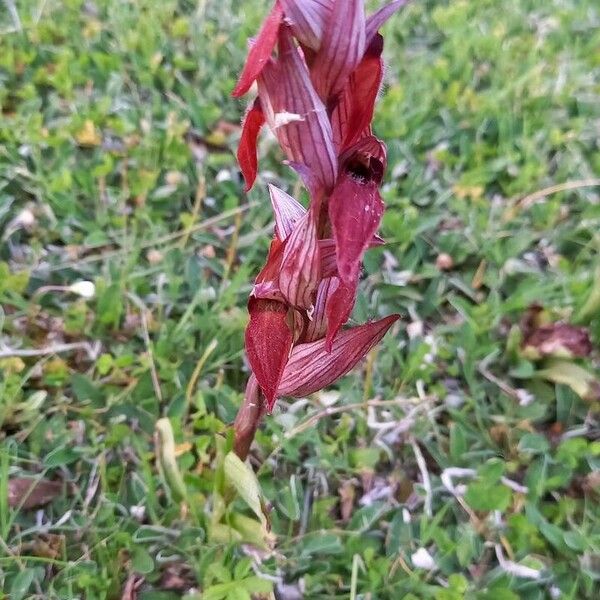 Serapias vomeracea Flower