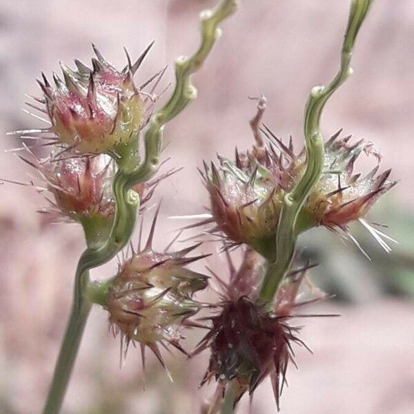 Cenchrus echinatus Vrucht