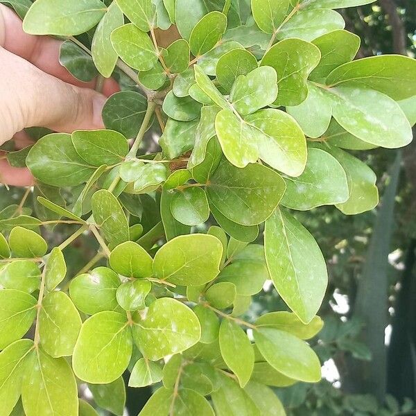 Guaiacum officinale Leaf