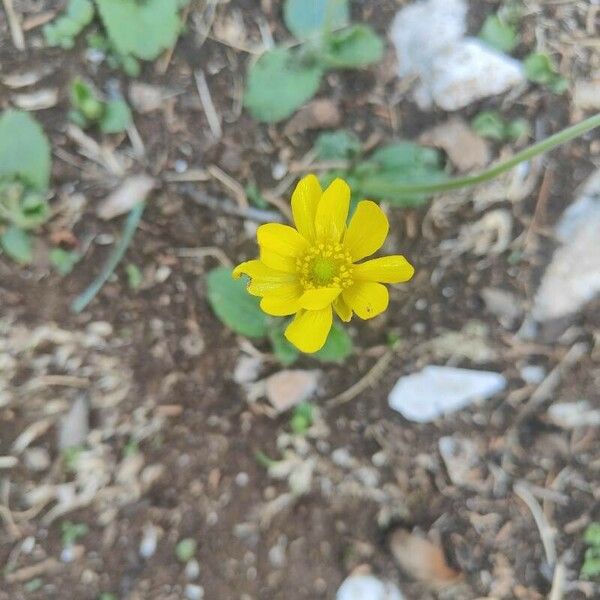 Ranunculus bullatus Blüte