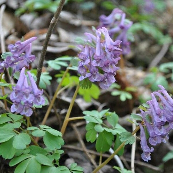 Corydalis solida Flor