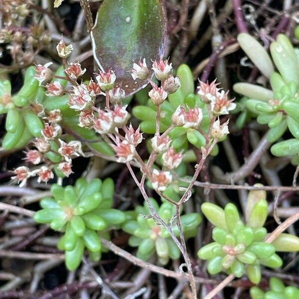 Sedum album Flower