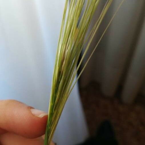 Stipa capensis Flower