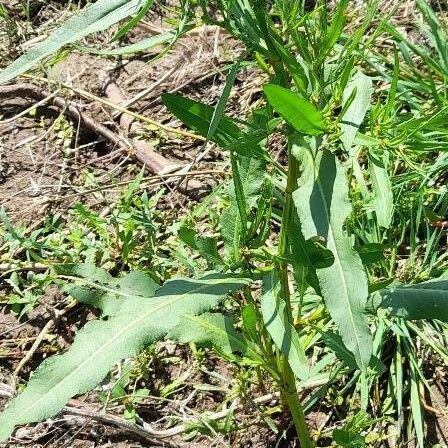 Rumex crispus Costuma