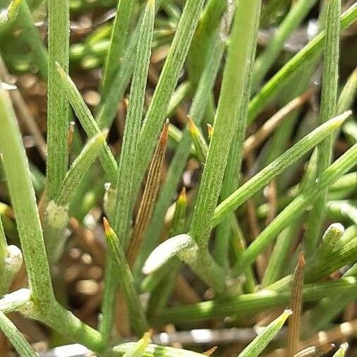 Erinacea anthyllis Leaf