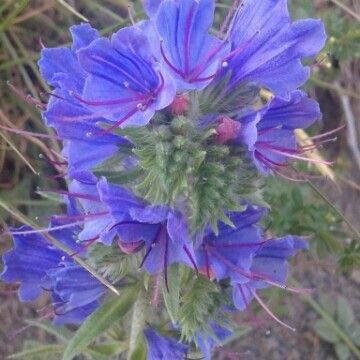 Echium vulgare Flors