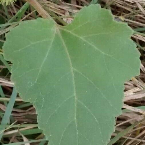 Xanthium strumarium Blad