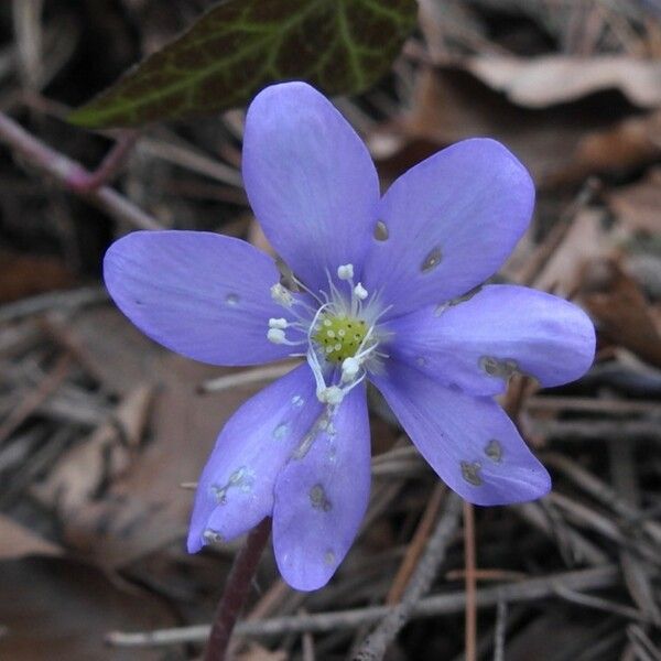 Hepatica nobilis Flower