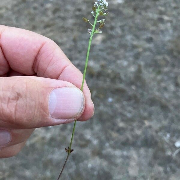 Teesdalia nudicaulis Fiore