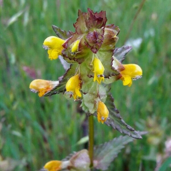 Rhinanthus minor Floro