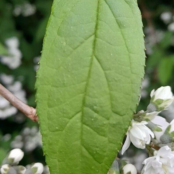 Deutzia gracilis Leaf