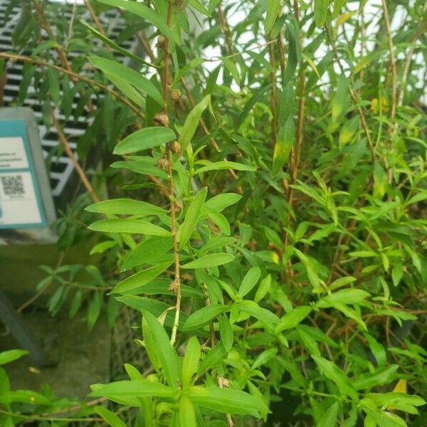 Heimia myrtifolia Ліст