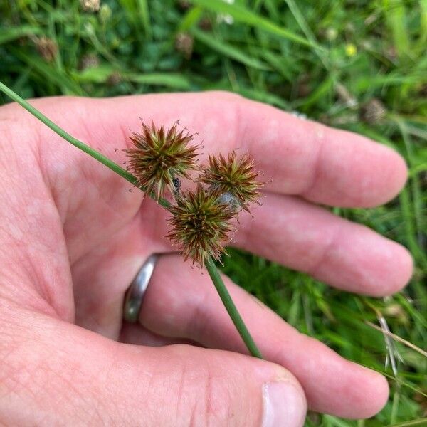 Juncus torreyi Hedelmä