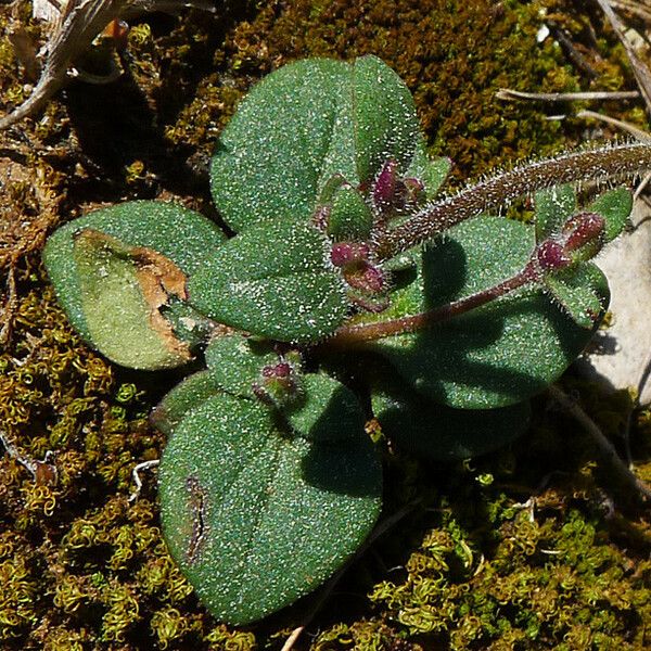 Chaenorhinum rubrifolium عادت داشتن