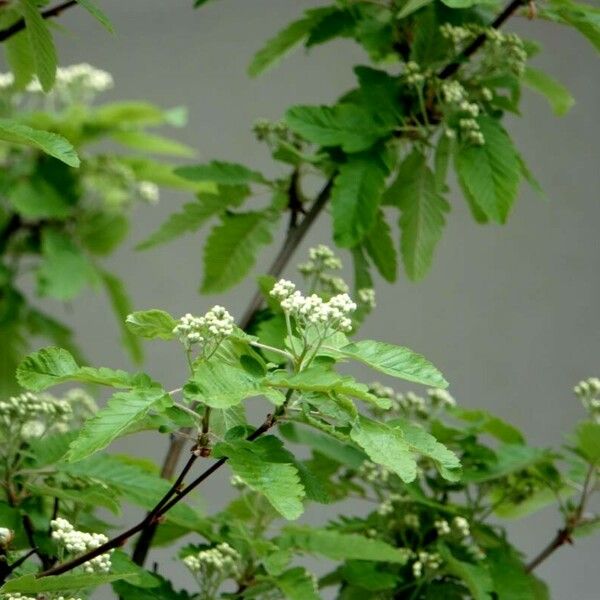 Sorbus intermedia 其他