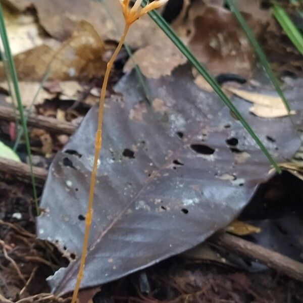 Voyria corymbosa Fruit