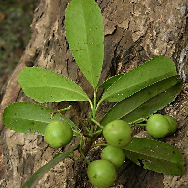 Elaeodendron brachycremastron Облик