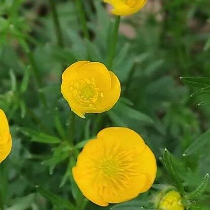 Ranunculus macrophyllus Flor