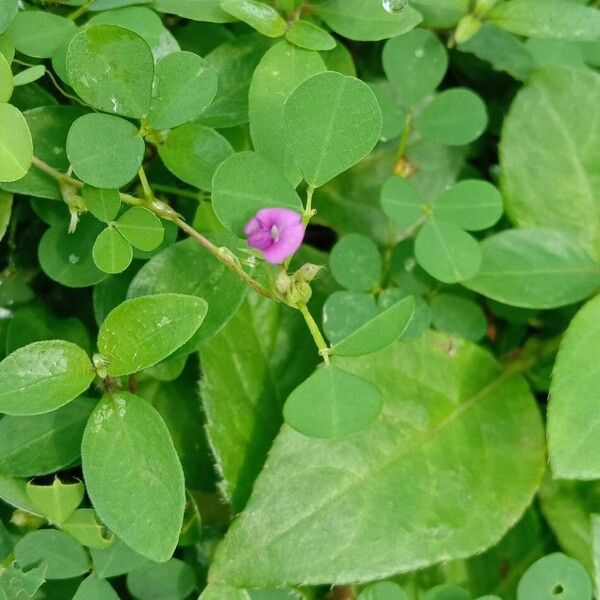 Grona triflora Flower