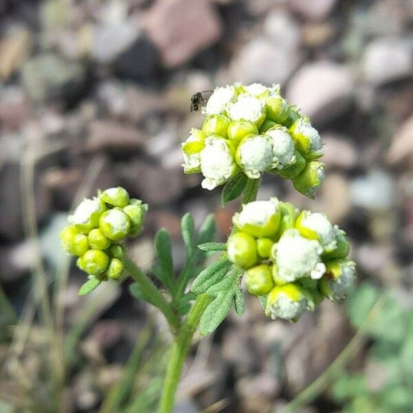 Parthenium hysterophorus Virág