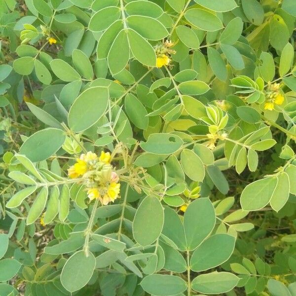 Senna obtusifolia ᱥᱟᱠᱟᱢ