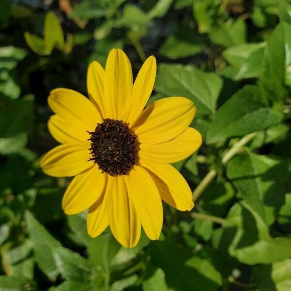 Helianthus debilis 花