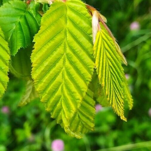 Carpinus betulus برگ