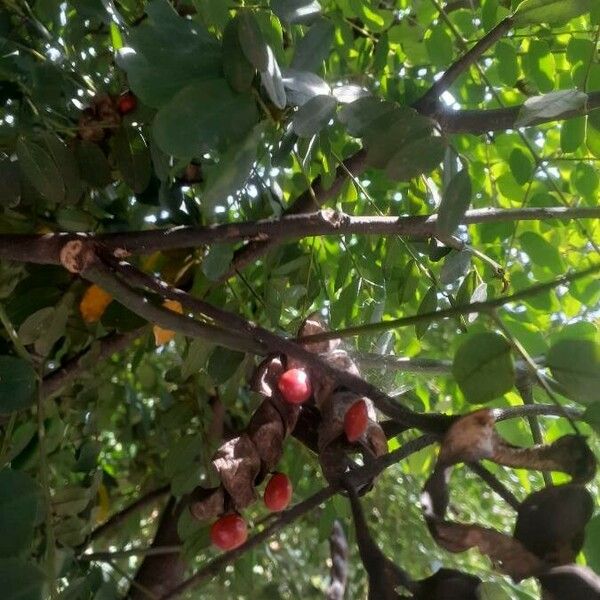 Adenanthera pavonina Fruit
