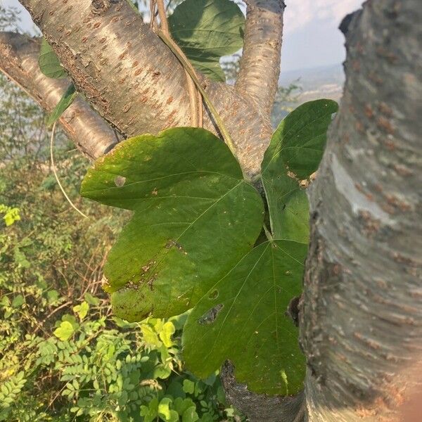 Pueraria montana Hoja