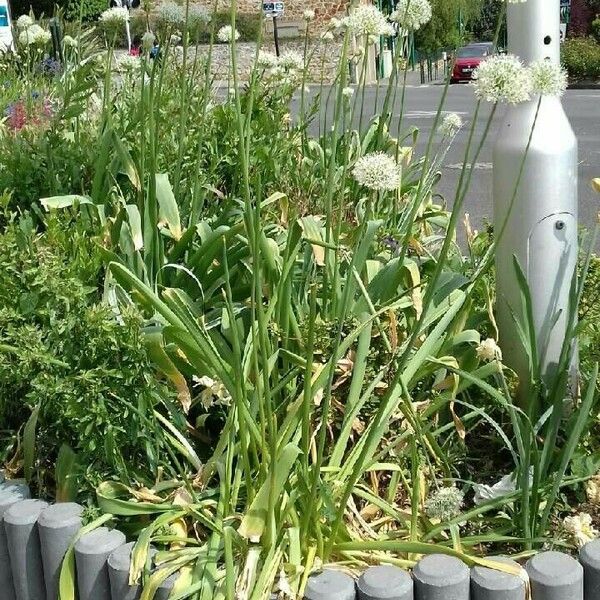 Allium cepa Habit