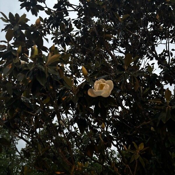 Magnolia virginiana Flors