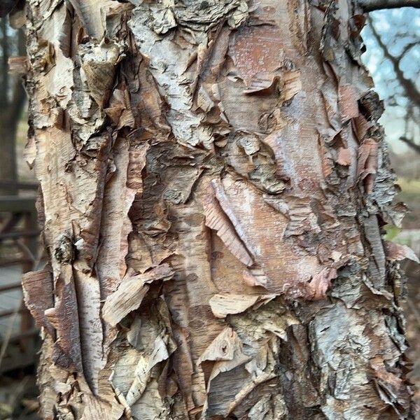 Betula nigra Žievė