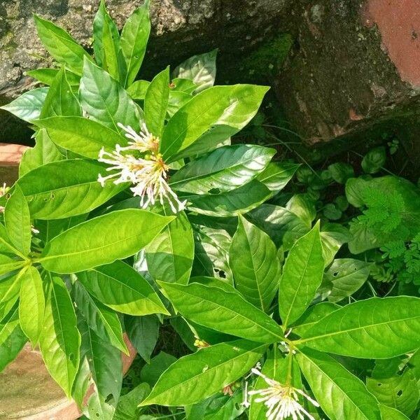 Rauvolfia serpentina Blatt