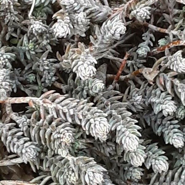 Petrosedum ochroleucum Leaf