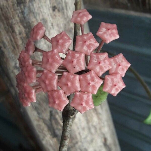 Hoya carnosa Blodyn