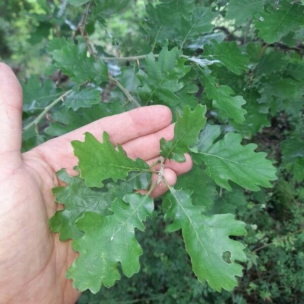 Quercus pubescens Lapas