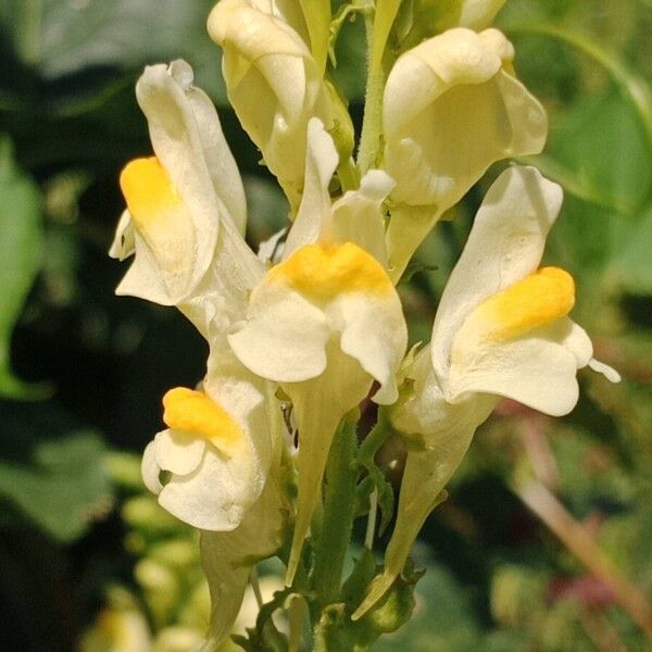 Linaria vulgaris Fiore