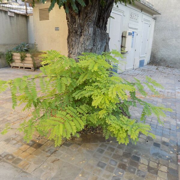 Robinia pseudoacacia পাতা