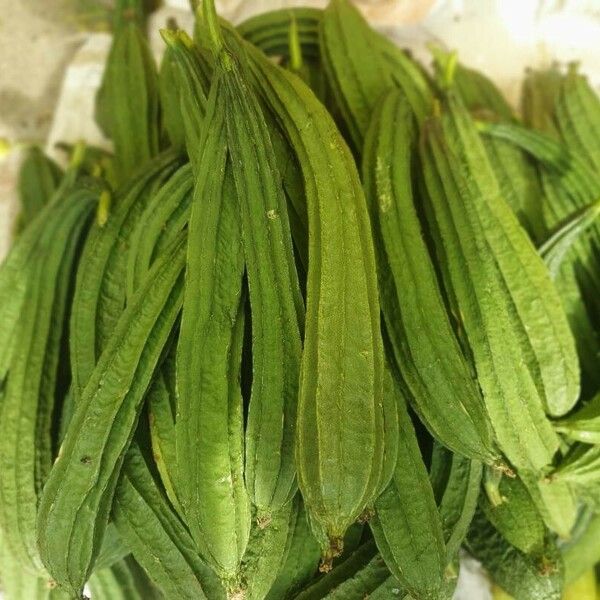 Luffa acutangula Fruit