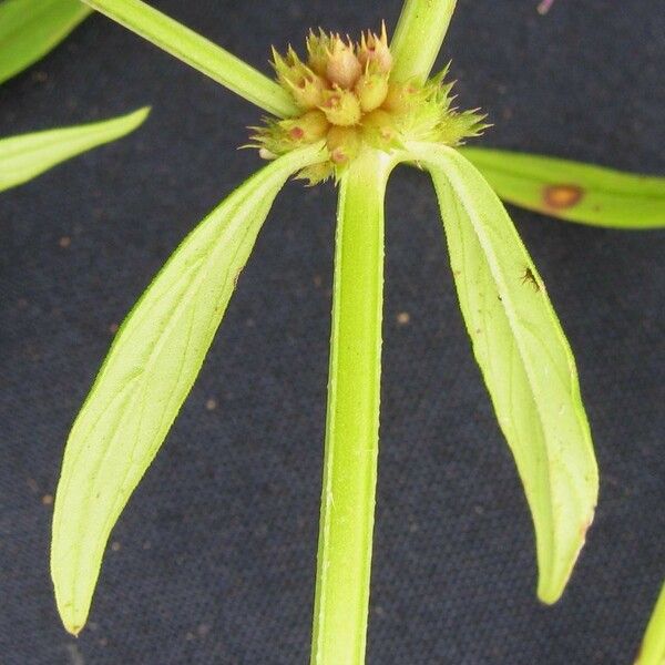 Spermacoce prostrata Flower