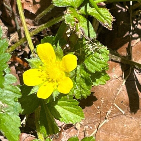 Potentilla indica Flower