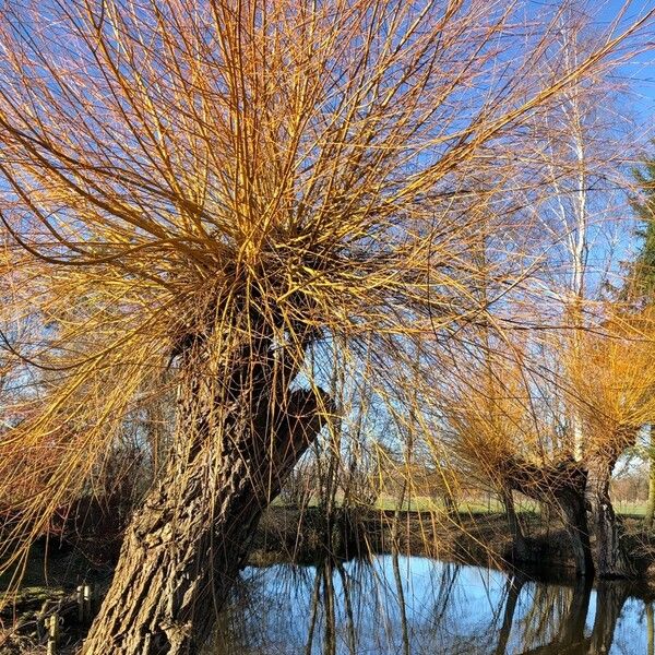 Salix viminalis Bark