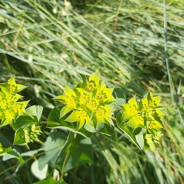 Bupleurum rotundifolium Çiçek